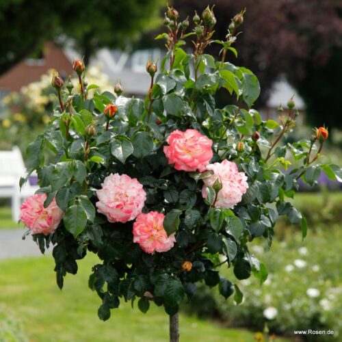 ROSA KORDES 2L Concorde® - Obrázek 5