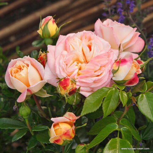 ROSA KORDES 2L Concorde® - Obrázek 4