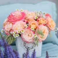 ROSA KORDES 2L Concorde®