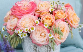 ROSA KORDES 2L Concorde®