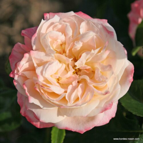 ROSA KORDES 2L Concorde® - Obrázek 2