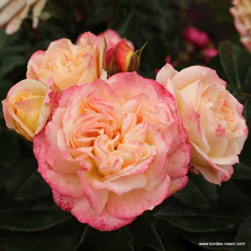 ROSA KORDES 2L Concorde® - Obrázek 3