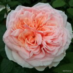 ROSA KORDES 2L Amorosa® - Obrázek 4