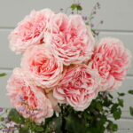 ROSA KORDES 2L Amorosa® - Obrázek 2