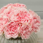 ROSA KORDES 2L Amorosa® - Obrázek 3