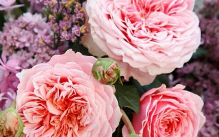 ROSA KORDES 2L Amorosa®