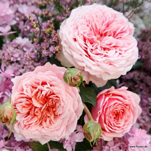 ROSA KORDES 2L Amorosa® - Obrázek 1