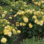 ROSA KORDES 2L Lichtkönigin Lucia® - Obrázek 4