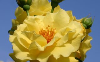 ROSA KORDES 2L Lichtkönigin Lucia®