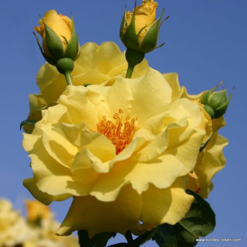 ROSA KORDES 2L Lichtkönigin Lucia® - Obrázek 1