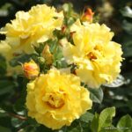 ROSA KORDES 2L Lichtkönigin Lucia® - Obrázek 3