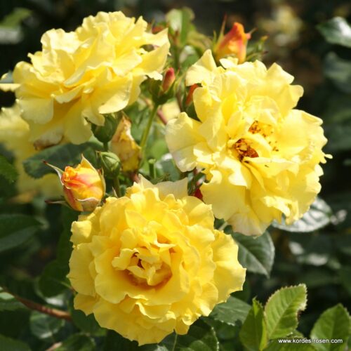 ROSA KORDES 2L Lichtkönigin Lucia® - Obrázek 3