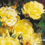 ROSA KORDES 2L Lichtkönigin Lucia® - Obrázek 2