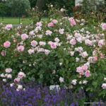 ROSA KORDES 2L Alexandra®-Princesse de Luxembourg - Obrázek 4