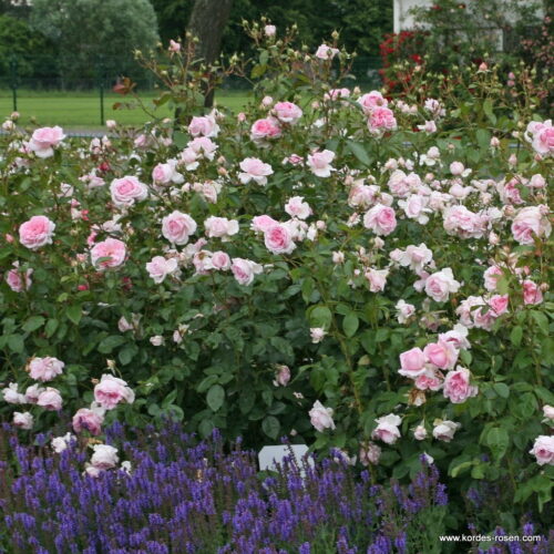 ROSA KORDES 2L Alexandra®-Princesse de Luxembourg - Obrázek 4