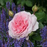 ROSA KORDES 2L Alexandra®-Princesse de Luxembourg
