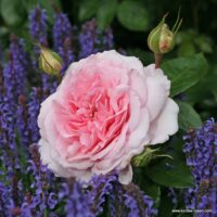 ROSA KORDES 2L Alexandra®-Princesse de Luxembourg