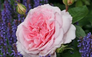 ROSA KORDES 2L Alexandra®-Princesse de Luxembourg