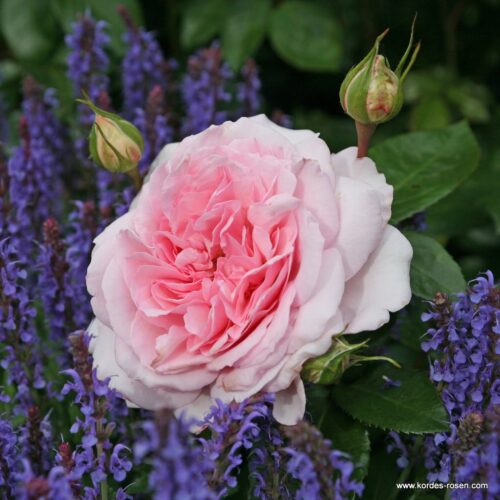 ROSA KORDES 2L Alexandra®-Princesse de Luxembourg - Obrázek 1