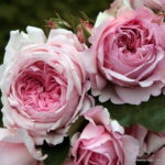 ROSA KORDES 2L Alexandra®-Princesse de Luxembourg - Obrázek 2