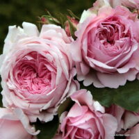 ROSA KORDES 2L Alexandra® Princesse de Luxembourg