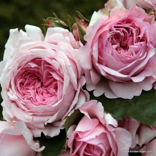 ROSA KORDES 2L Alexandra®-Princesse de Luxembourg - Obrázek 2
