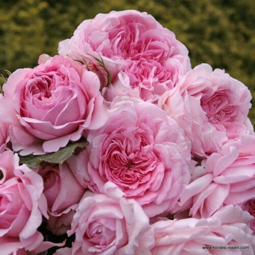 ROSA KORDES 2L Alexandra®-Princesse de Luxembourg - Obrázek 3
