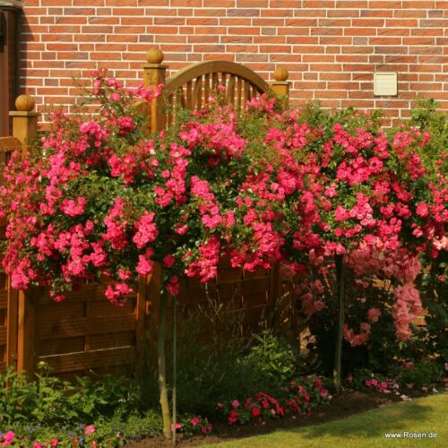 ROSA KORDES 2L Super Excelsa - Obrázek 4