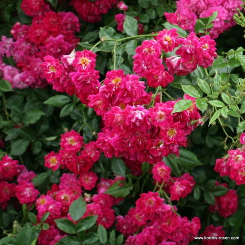 ROSA KORDES 2L Super Excelsa - Obrázek 2