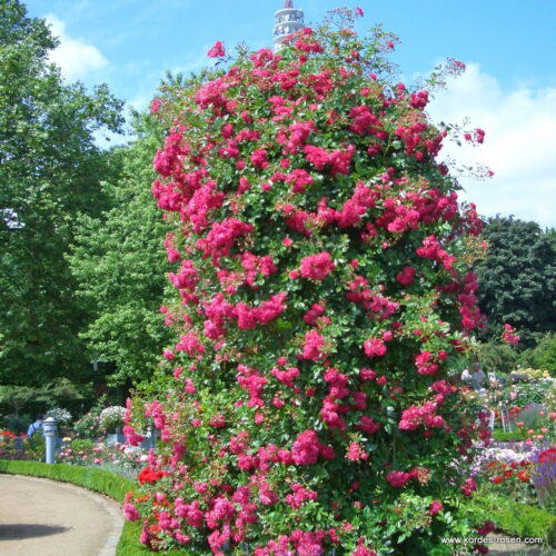 ROSA KORDES 2L Super Excelsa - Obrázek 3