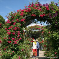 ROSA KORDES 2L Super Excelsa