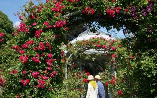 ROSA KORDES 2L Super Excelsa