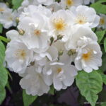 ROSA KORDES 2L Bobbie James - Obrázek 2