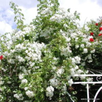ROSA KORDES 2L Bobbie James