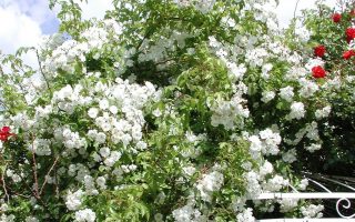 ROSA KORDES 2L Bobbie James