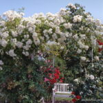 ROSA KORDES 2L Bobbie James - Obrázek 3