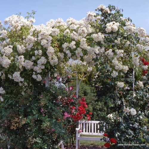 ROSA KORDES 2L Bobbie James - Obrázek 3