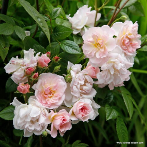 ROSA KORDES 2L Sweet Siluetta® - Obrázek 2