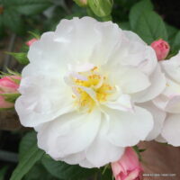 ROSA KORDES 2L Sweet Siluetta®