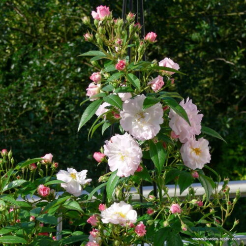 ROSA KORDES 2L Sweet Siluetta® - Obrázek 4