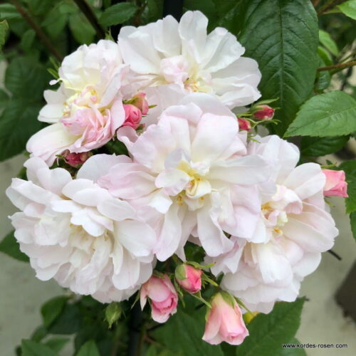 ROSA KORDES 2L Sweet Siluetta® - Obrázek 3