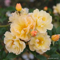 ROSA KORDES 2L Sunny Siluetta®