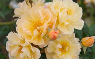 ROSA KORDES 2L Sunny Siluetta®