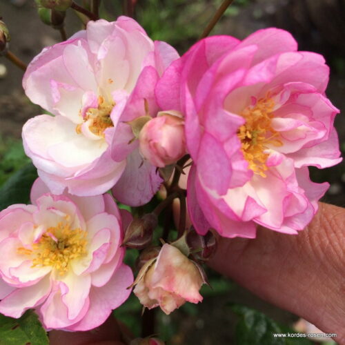 ROSA KORDES 2L Lavender Siluetta® - Obrázek 3