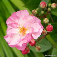 ROSA KORDES 2L Lavender Siluetta®