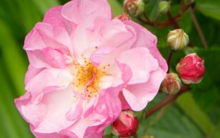 ROSA KORDES 2L Lavender Siluetta®