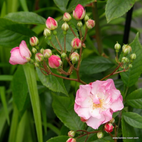 ROSA KORDES 2L Lavender Siluetta® - Obrázek 2