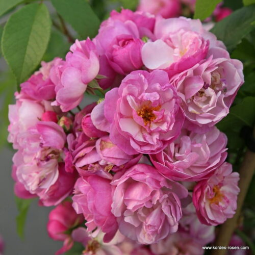 ROSA KORDES 2L Lavender Siluetta® - Obrázek 4