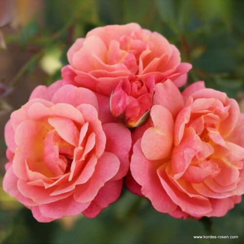 ROSA KORDES 2L Peach Melba - Obrázek 2