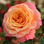 ROSA KORDES 2L Peach Melba